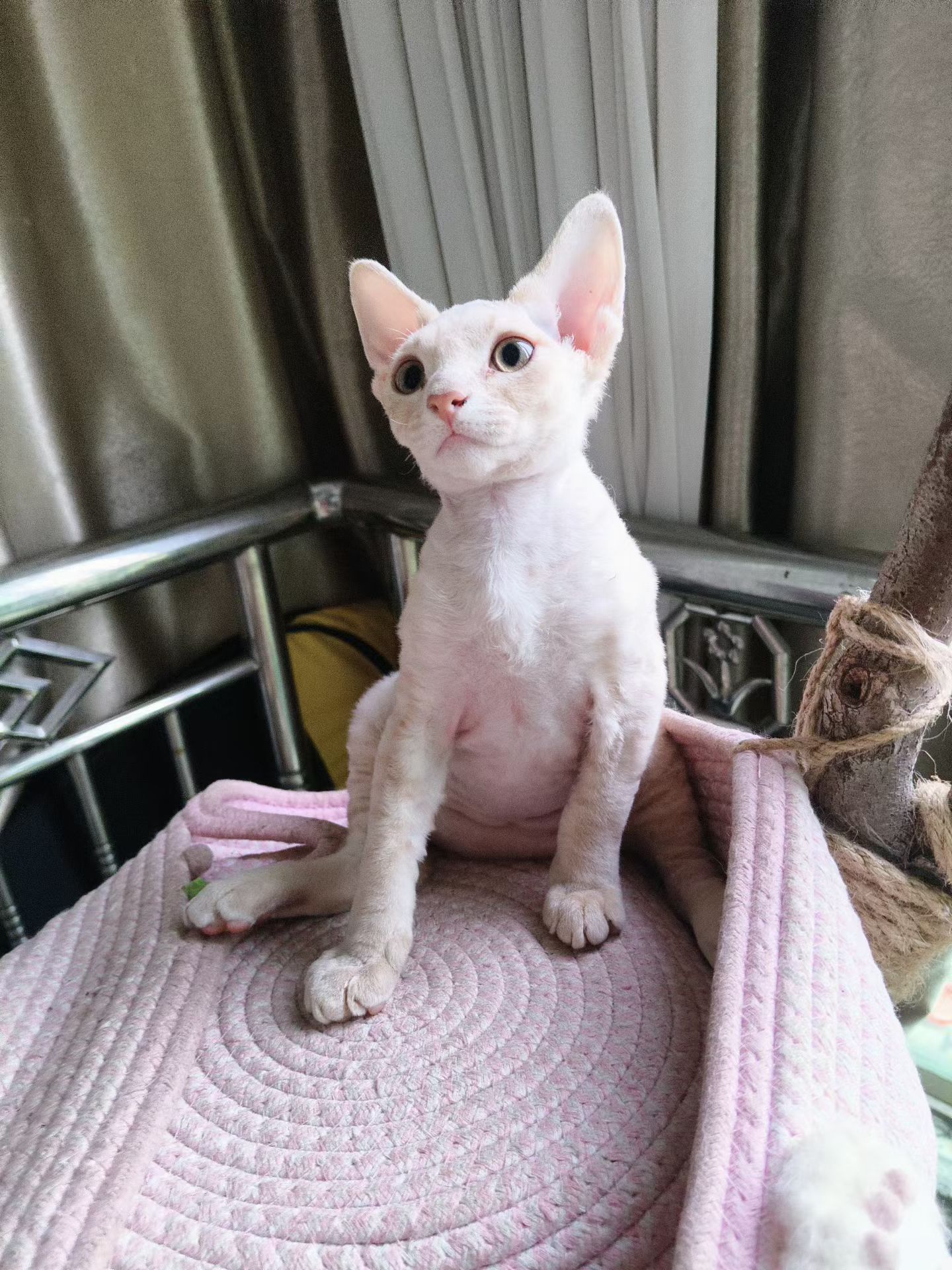 宠物级德文猫，支持上海上门挑选。可小刀。
自家生养。养猫5年